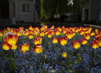Die Blumen von Nyíregyháza