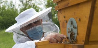 Audi Hungaria: Smarter Bienenstock für Biodiversität