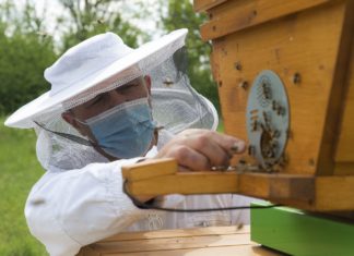 Audi Hungaria: Smarter Bienenstock für Biodiversität