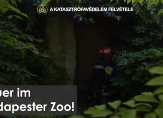Rauch am Pinguinhaus: Feuer im Budapester Zoo!