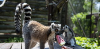 Eiscreme gegen Hitze: Nicht nur für Menschen!