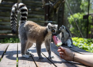 Eiscreme gegen Hitze: Nicht nur für Menschen!