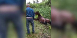 Pferderettung in Szeged!