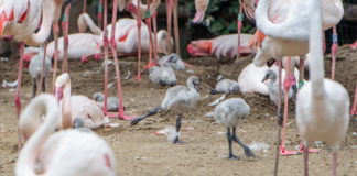 Zwanzig neue Flamingo-Küken sind im Zoo von Budapest geschlüpft