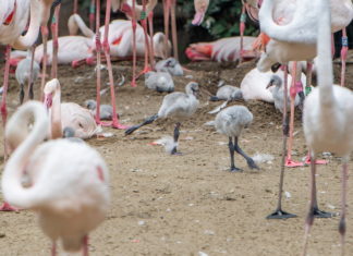 Zwanzig neue Flamingo-Küken sind im Zoo von Budapest geschlüpft