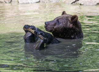 Balaton Bärenspuren: Interview mit dem Bärenexperten