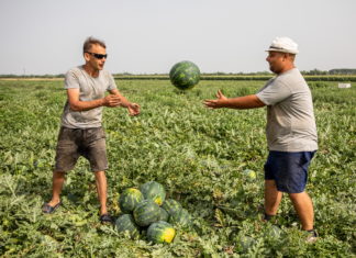 Wassermelonenernte: bis zu 160.000 Tonnen werden dieses Jahr erwartet