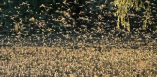 Theissblüte in vollem Gange!