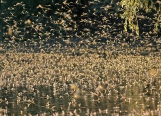 Theissblüte in vollem Gange!