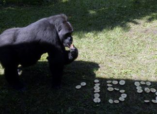 Zoo Budapest: Lustige Tiermomente beim 155. Geburtstag