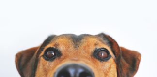 NAV kauft Vierbeiner für ihr Suchhund-Trainingsprogramm