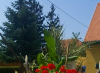 BADACSONYTÖRDEMIC: Szürkebarát és Szürke Marha Fesztivál