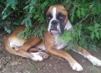 Jinny – Boxerlady sucht neues Zuhause!