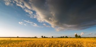 Ungarns Getreideernte läuft gut!