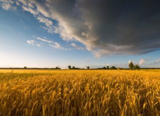 Ungarns Getreideernte läuft gut!