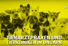 Infos über Tierarztpraxen und Tierkliniken in Ungarn