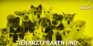 Infos über Tierarztpraxen und Tierkliniken in Ungarn