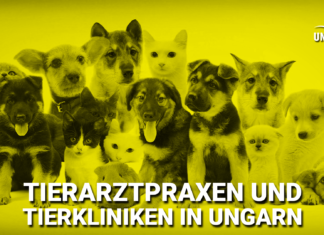 Infos über Tierarztpraxen und Tierkliniken in Ungarn