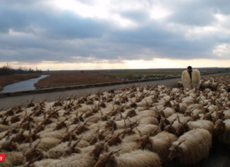 Herbstfest / Tag des Dömötör in Hortobagy am 24.10.2021