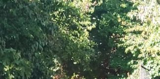 Hirsch in Budapest gesichtet