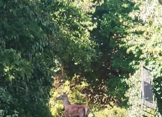 Hirsch in Budapest gesichtet