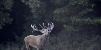 Brunftzeit der Hirsche in Ungarn