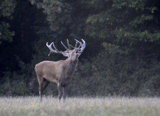 Brunftzeit der Hirsche in Ungarn