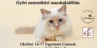 Katzenfreunde aufgepasst: Katzenausstellung in Györ im Oktober!