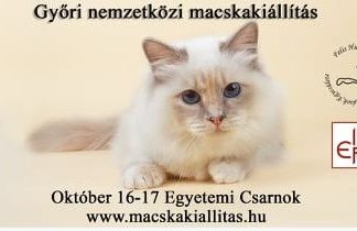 Katzenfreunde aufgepasst: Katzenausstellung in Györ im Oktober!