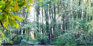 Naturlehrpfad in Tata: Ganz nah an der Natur