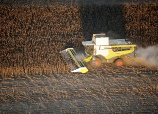 Spätsommer: Die Sonnenblumenernte in Ungarn