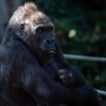 Az állatok világnapja – Fõvárosi állatkert