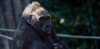 Welttierschutztag auch im Budapester Zoo