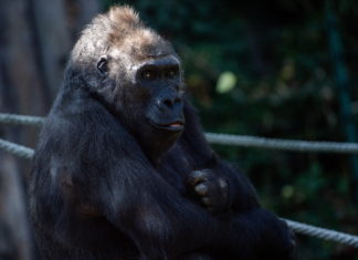 Welttierschutztag auch im Budapester Zoo