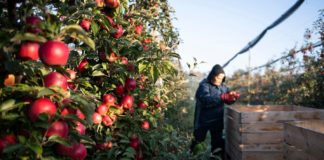 Letzte Apfelernte in vollem Gange