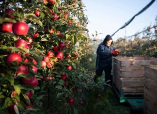 Letzte Apfelernte in vollem Gange