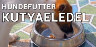 Ungarisch für Touristen: Begriffe rund um Hunde- / Katzenfutter und Haustierzubehör