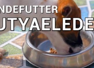 Ungarisch für Touristen: Begriffe rund um Hunde- / Katzenfutter und Haustierzubehör