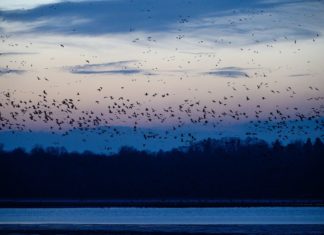 Wildgänse-Phänomen am Tata See
