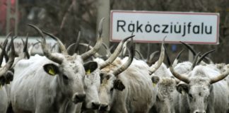 Hunderte Ungarische Graurinder „pilgerten“ ins Winterquartier