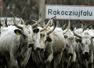 Hunderte Ungarische Graurinder „pilgerten“ ins Winterquartier