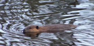 Die Theissregion hat ein Biberproblem