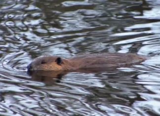 Die Theissregion hat ein Biberproblem