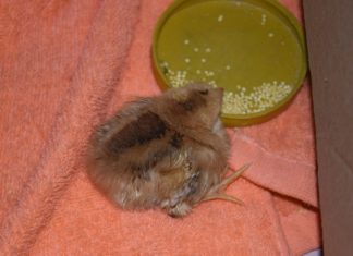 Vogelgrippefälle in Keszthely/Ungarn: Schliessungen im Schloss Festetics