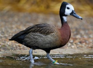 Nonnenpfeifgänse im Debrecener Zoo angekommen