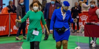 Internationale Hundeshow in Budapest am Start