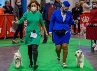 Internationale Hundeshow in Budapest am Start