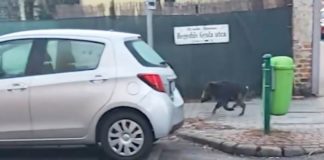 Wildschwein auf Budapest Tour