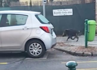 Wildschwein auf Budapest Tour