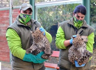 „Volkszählung“ im Budapester Zoo